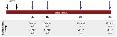 Study of the Link Between Neuronal Death, Glial Response, and MAPK Pathway in Old Parkinsonian Mice